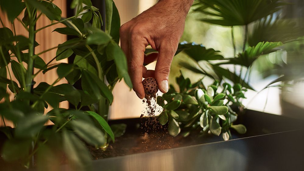 Ein verwendeter Coffee Ball wird mit den Fingern über einem Pflanzentopf zerdrückt.