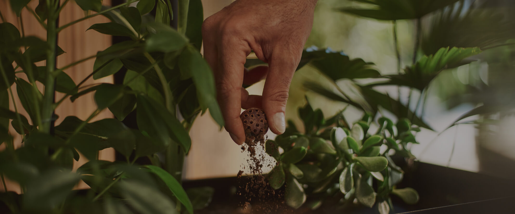 Ein verwendeter Coffee Ball wird mit den Fingern über einem Pflanzentopf zerdrückt.