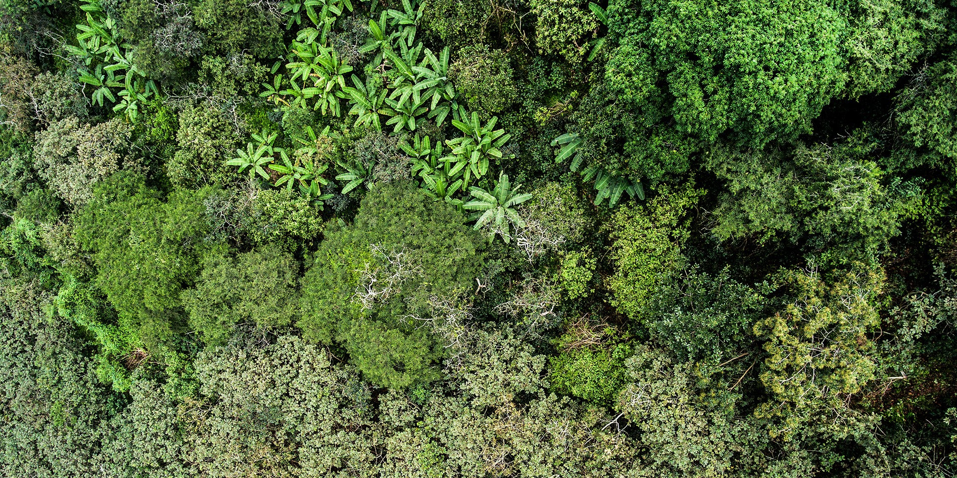 Ein grüner Wald aus der Vogelperspektive