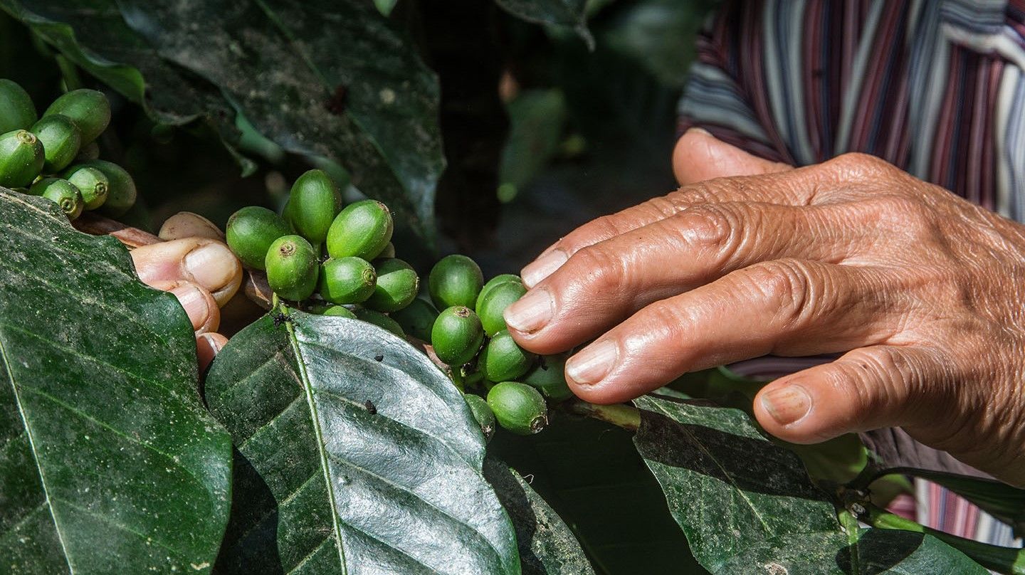 Eine Hand in Nahaufnahme, die einen Kaffeepflanzen-Zweig mit Früchten berührt